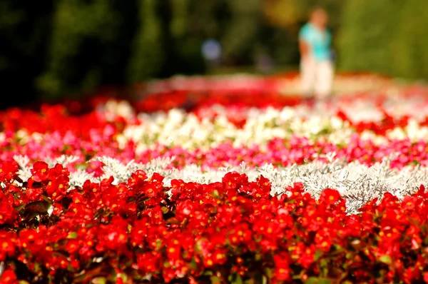 꽃 공원 — 스톡 사진