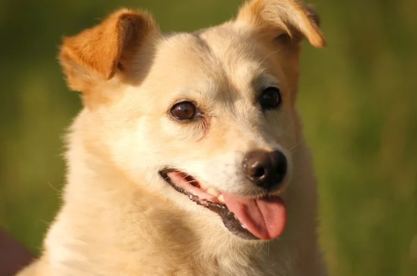 Cute dog portrait — Stock Photo, Image