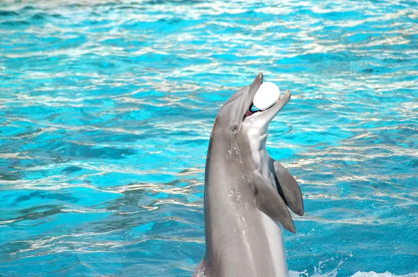 Delfin odgrywa — Zdjęcie stockowe