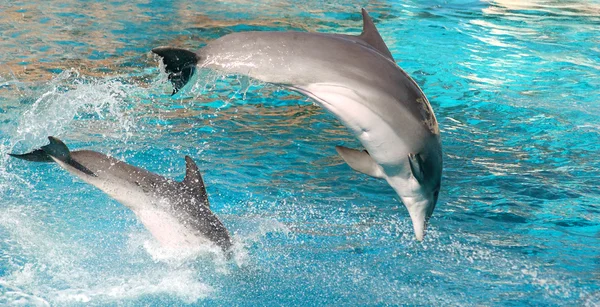 Dolphins show — Stock Photo, Image
