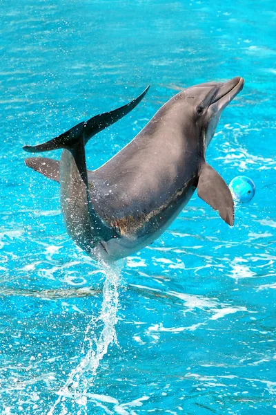 Obras de delfines —  Fotos de Stock