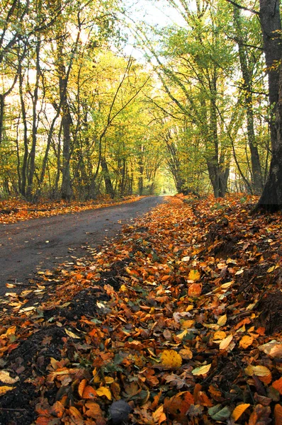 stock image Autumn scenery