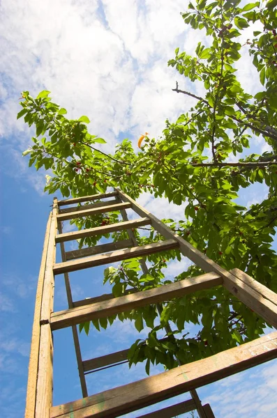 Garden ladder — Stock Photo, Image