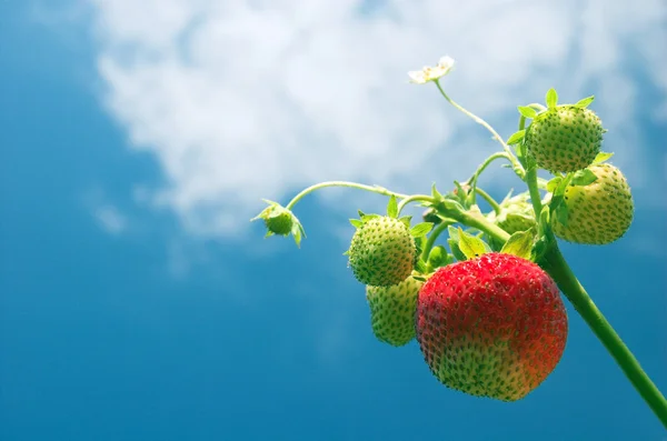 stock image Growing to the sun!