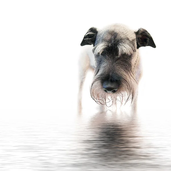 Cão Schnauzer — Fotografia de Stock