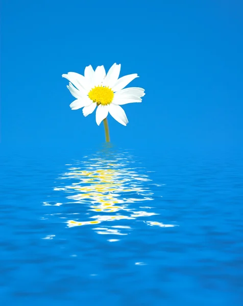 水に少しの春の花 — ストック写真