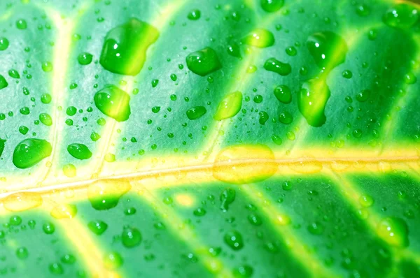Капли дождя на свежий лист — стоковое фото