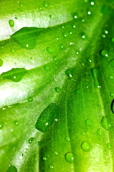 Regentropfen auf einem frischen Blatt — Stockfoto