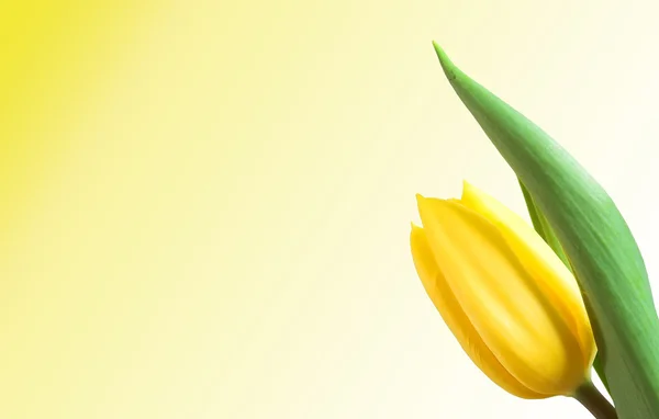 Tulip isolated — Stock Photo, Image