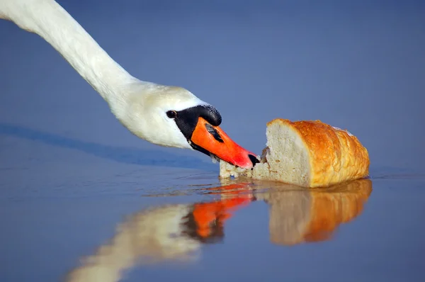 Nádherná labuť jíst chléb — Stock fotografie