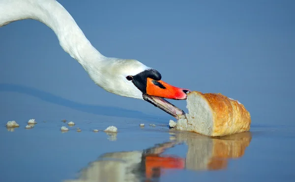 Beautiful swan eating bread — Stock Photo, Image
