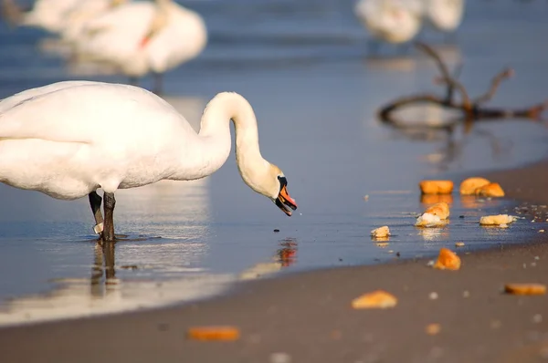 Bonito cisne comer pão — Fotografia de Stock