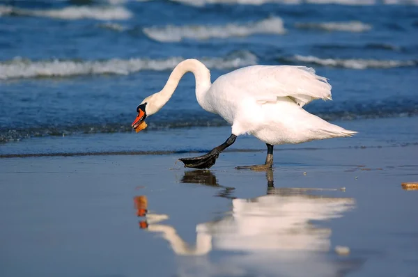 Cisne volviendo al mar con un pedazo de pan —  Fotos de Stock