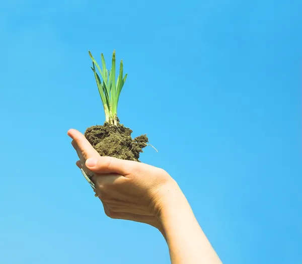Hand med växt — Stockfoto