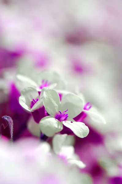 Lente bloemen achtergrond — Stockfoto