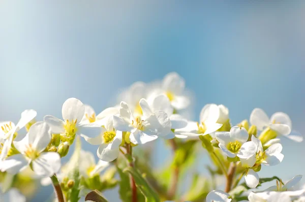 Voorjaarsbloemen — Stockfoto