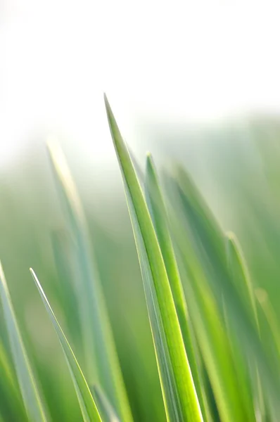 봄 초원 — 스톡 사진
