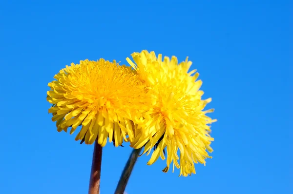 봄의 상징 — 스톡 사진