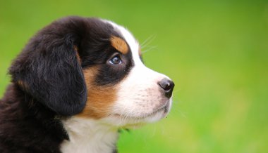 Portrait of Bernese mountain dog clipart