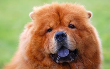 Portrait of Chow Chow Dog clipart