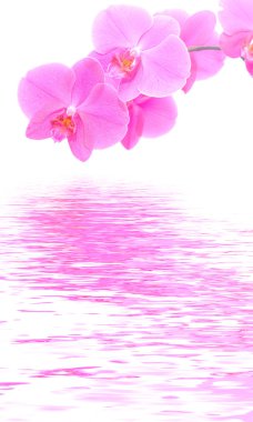 Orchid background clipart