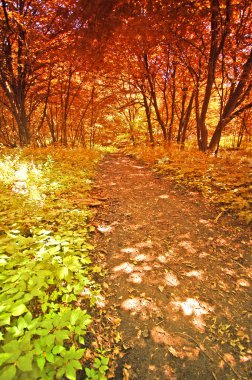 Autumn forest clipart