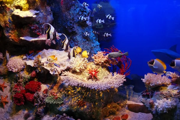 Scena subacquea — Foto Stock