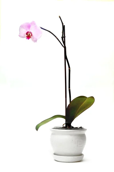 Orchid i urtepotte - Stock-foto