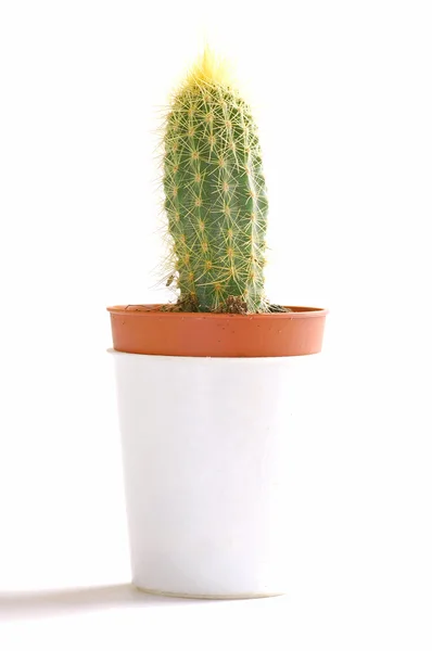 Fresh plant isolated on white — Stock Photo, Image