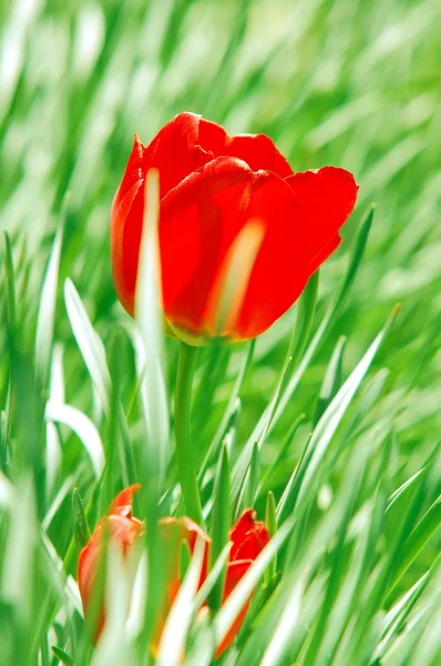 Tulipán rojo en hierba — Foto de Stock