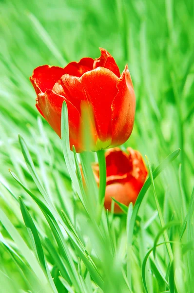 Rode tulp in gras — Stockfoto