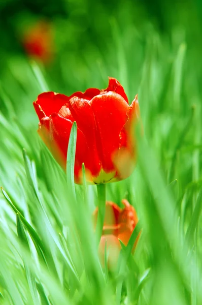Червоний тюльпан у траві — стокове фото