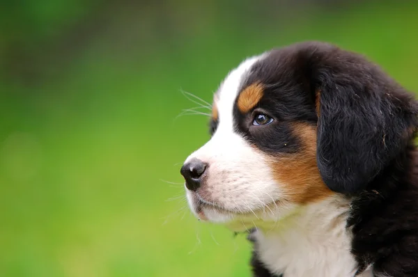 Portret Berneński pies pasterski — Zdjęcie stockowe