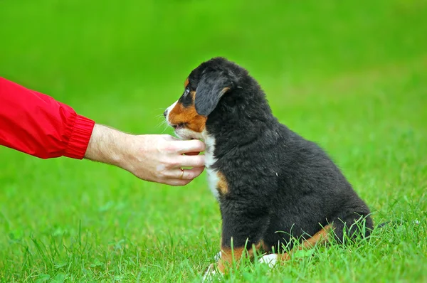 Brincando com o cão de montanha Bernese — Fotografia de Stock