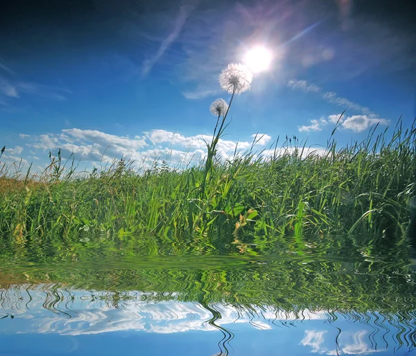 신선한 풀밭 배경 — 스톡 사진