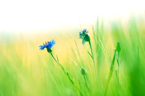 신선한 풀밭 배경 — 스톡 사진