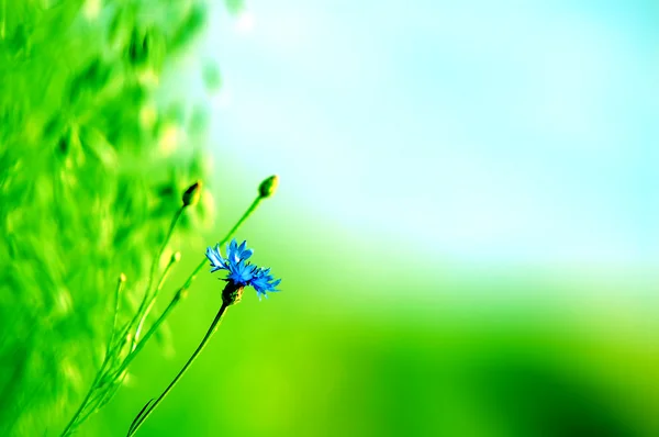 Fresh meadow background — Stock Photo, Image