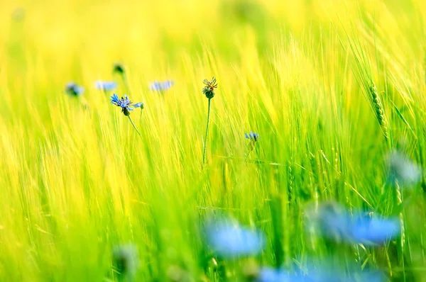 Daisies' meadow — Stock Photo, Image