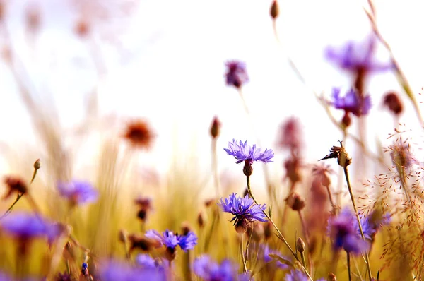 雏菊的草甸 — 图库照片