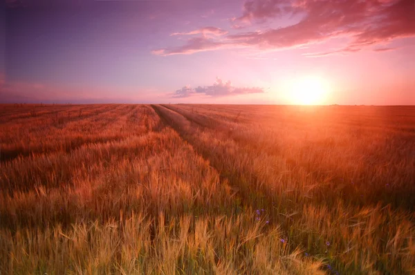 Під час заходу сонця поле пейзажі — стокове фото