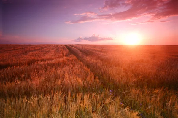 Cenário do campo de pôr do sol — Fotografia de Stock