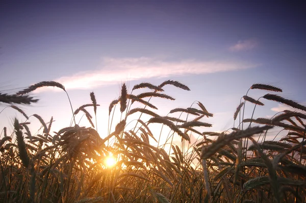 Sunset field scenery — Stock Photo, Image