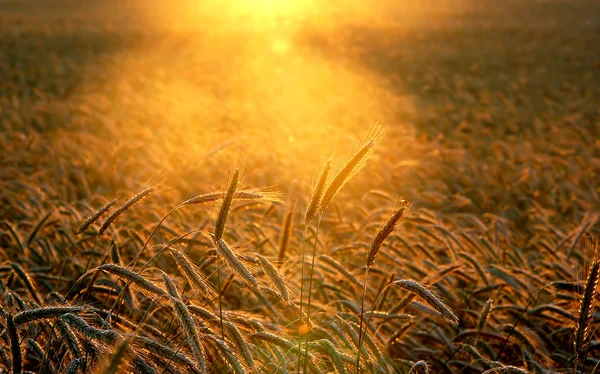 Coucher de soleil paysage de champ — Photo
