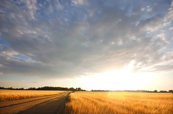 Campo de pôr do sol — Fotografia de Stock