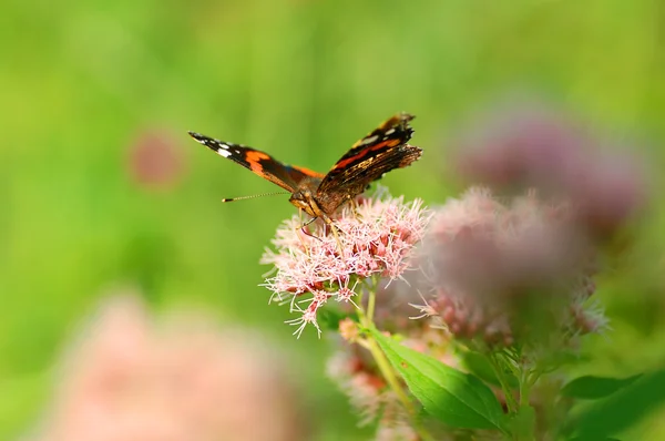 stock image Butterfly