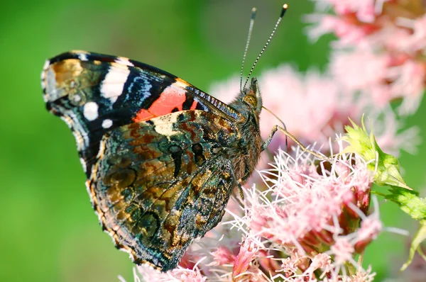 stock image Butterfly