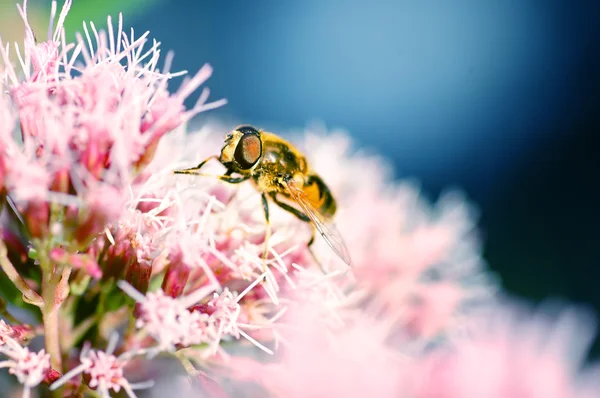 stock image Bee on flower