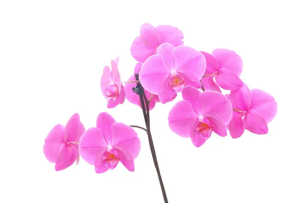 Orchidea elszigetelt — Stock Fotó