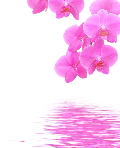 Orchidej pozadí — Stock fotografie