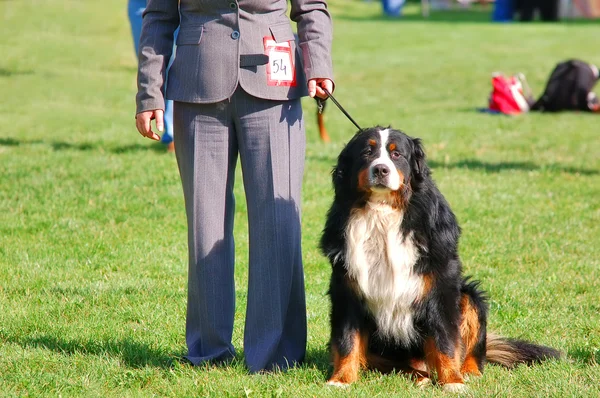 Bernese mountain dog with it's handler — Stock Photo, Image